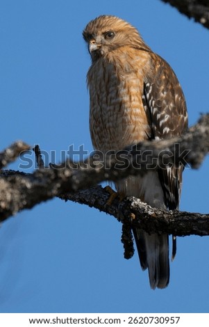 Red-shouldered Hawk perched in a tree