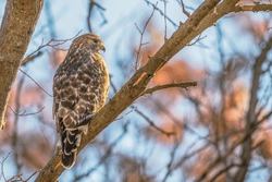 Red-shouldered Hawk Portrait In Profile. Details Of Its Feathers As It Perches In A Bare Tree In Fall.