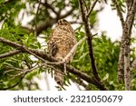 Red-shouldered Hawk sitting on a tree.