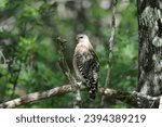 Red-shouldered hawk sitting in a tree in Corkscrew swamp sanctuary Florida USA