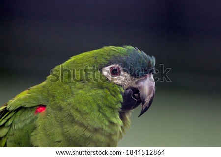 The red-shouldered macaw (Diopsittaca nobilis) is a small green South American parrot, a member of a large group of Neotropical parrots called macaws.
It is named for the red coverts on its wings.