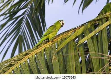 Red-shouldered Macaw In Guyana