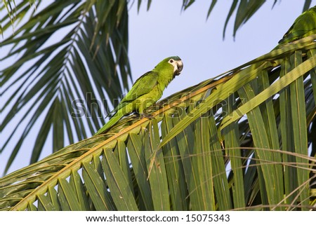 Red-shouldered Macaw In Guyana