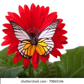 Redspot Sawtooth Butterfly On Red Gerbera Daisy