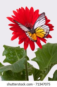 Redspot Sawtooth Butterfly On Red Gerbera Daisy