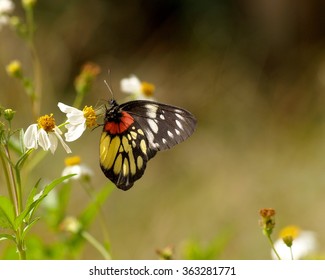 Redspot Sawtooth Butterfly And Spanish Needle Flowers