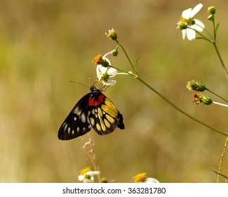 Redspot Sawtooth Butterfly And Spanish Needle Flowers