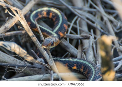 37 Red Spotted Garter Images, Stock Photos & Vectors | Shutterstock