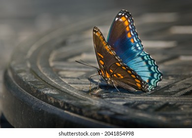 A Red-spotted Purple Butterfly On The Lazy Susan Of A Patio Table 