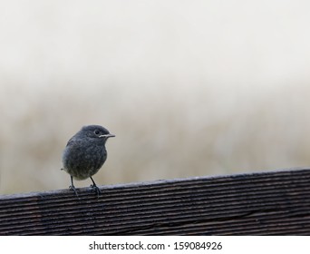 Redstart