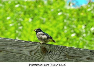 Redstart, Phoenicurus Baby Bird Sitting In Garden In Spring In Sunlight 