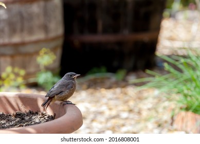 Redstart, Phoenicurus Baby Bird Sitting In The Garden In Summer In Sunlight 