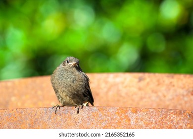 Redstart, Phoenicurus Baby Bird Sitting In Garden In Sunlight Waiting For Feeding. 