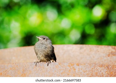 Redstart, Phoenicurus Baby Bird Sitting In Garden In Sunlight Waiting For Feeding. 