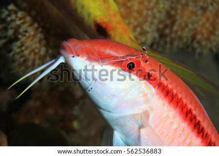 Redstriped goatfish (Parupeneus rubescens) with cleaner shrimp underwater in the coral reef