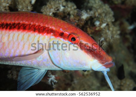 Redstriped goatfish (Parupeneus rubescens) with cleaner shrimps