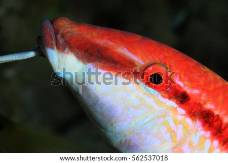 Redstriped goatfish (Parupeneus rubescens) underwater in the coral reef of the red sea 