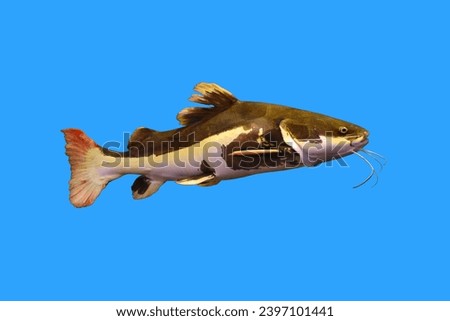 The redtail catfish isolated on the blue background