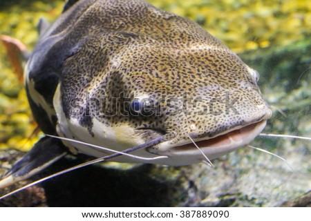 Redtail catfish (Phractocephalus hemioliopterus)