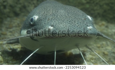 Redtail catfish (Phractocephalus hemioliopterus) close-up portrait underwater