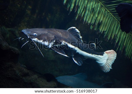 Redtail catfish (Phractocephalus hemioliopterus). Freshwater fish.