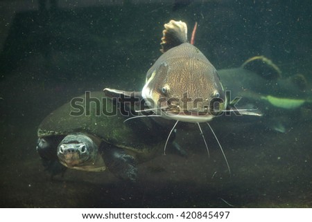 Redtail catfish (Phractocephalus hemioliopterus) and Malaysian giant turtle (Orlitia borneensis), also known as the Bornean river turtle. Wild life animal. 