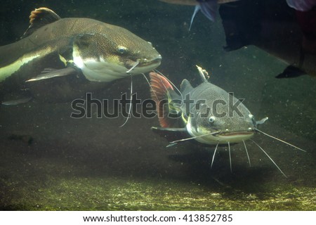Redtail catfish (Phractocephalus hemioliopterus). Wild life animal. 