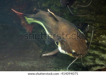 Redtail catfish (Phractocephalus hemioliopterus). Wild life animal. 