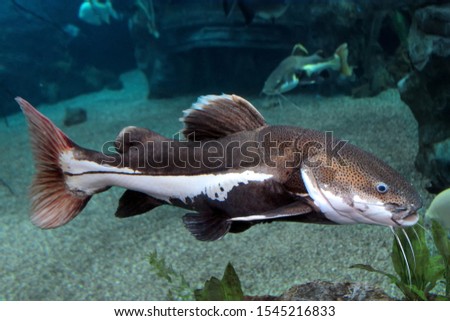 Redtail Catfish (Practocephalus hermioliopterus) floating in freshwater aquarium