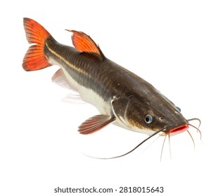 Redtail Catfish Side View Long Whiskers And B Isolated On White Background
