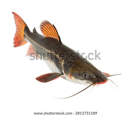 Redtail Catfish Side View Long Whiskers And B Isolated On White Background