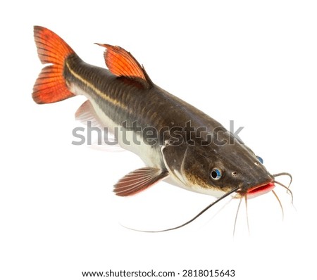 Redtail Catfish Side View Long Whiskers And B Isolated On White Background