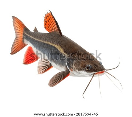 Redtail Catfish Side View Long Whiskers And B Isolated On White Background