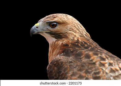 Redtail Hawk