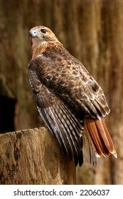 Redtail Hawk