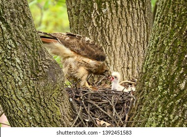 Red-Tail Hawk And Chicks In Nest, N.J.