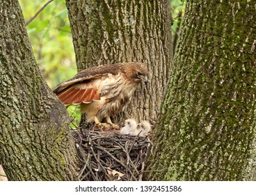 Red-Tail Hawk And Chicks In Nest, N.J.