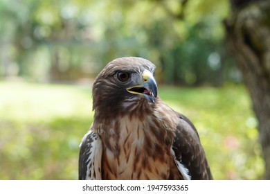 A Redtail hawk in Clearwater, Florida.