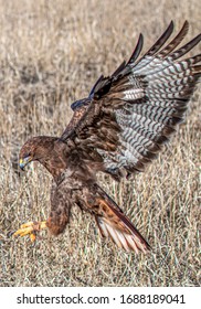 Redtail Hawk Diving On Prey