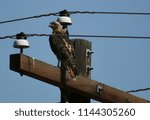 Red-tail hawk, Eastern Washington State, July 2018