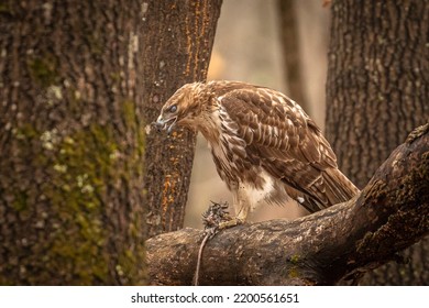 Redtail Hawk finishes eating its prey