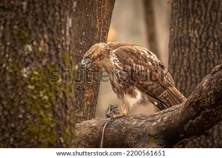 Redtail Hawk finishes eating its prey