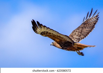 Redtail hawk flying in blue sky