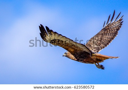 Redtail hawk flying in blue sky