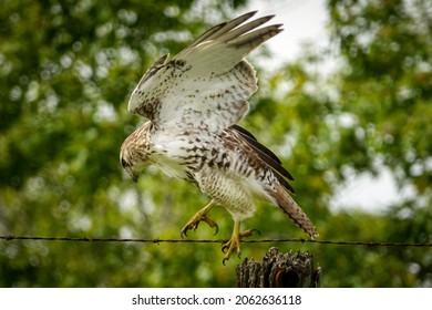 Redtail Hawk King City Ontario