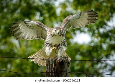 Redtail Hawk King City Ontario