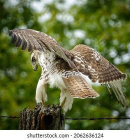 Redtail Hawk King City Ontario