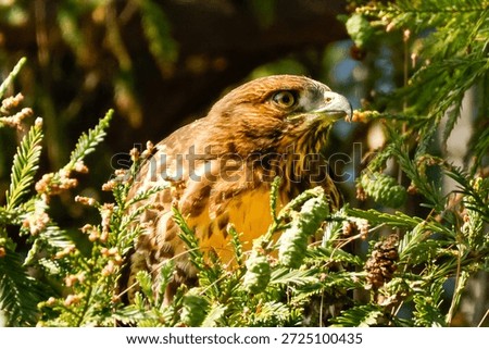 Redtail Hawk looking at you from the tree