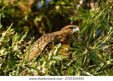Redtail Hawk looking at you from a tree