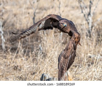 Red-tail hawk making a sharp left turn